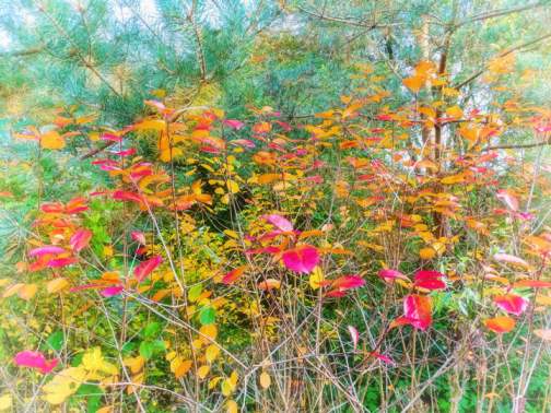 F1014   Hans Erik Nielsen   Efteraarsfarver